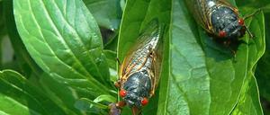 Frisch geschlüpft und bereit zu lauten Taten: Singzikaden in den USA. 