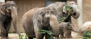 Diese Elefanten müssen sich wohl keine Sorgen um ihr Futter machen.