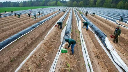 Erntehelfer stechen am 07.05.2013 auf einem Feld in Niedersachsen Spargel. Fast 170 Hilfekräften vorwiegend aus Polen und Rumänien sind auf dem Spargelhof Löscher bei Hopte im Einsatz.