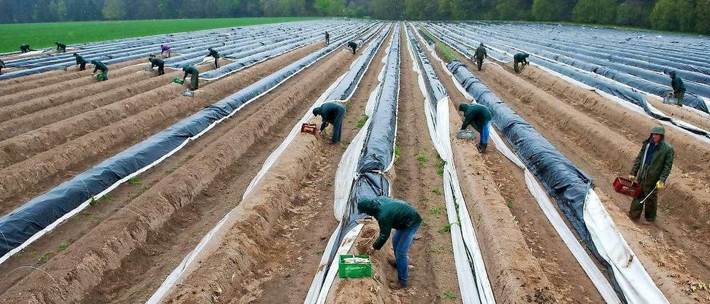 Erntehelfer stechen am 07.05.2013 auf einem Feld in Niedersachsen Spargel. Fast 170 Hilfekräften vorwiegend aus Polen und Rumänien sind auf dem Spargelhof Löscher bei Hopte im Einsatz.