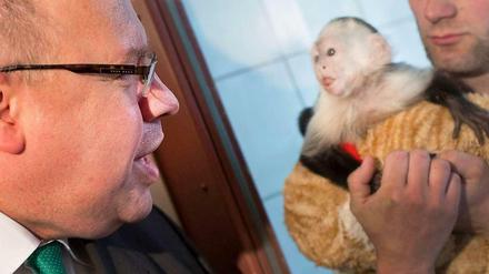 Minister zu Besuch bei "Mally". Peter Altmaier hat am Dienstag im Münchener Tierheim das Kapuzineräffchen besucht, das bis vor kurzem dem kanadischen Popstar Justin Bieber gehört hat. Dieser hatte bei der Einreise nicht die notwendigen Dokumente parat, weshalb der Affe inzwischen der Bundesrepublik Deutschland gehört. Er soll in einem Zoo unterkommen. 