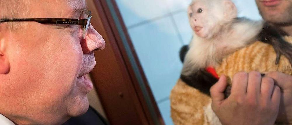 Minister zu Besuch bei "Mally". Peter Altmaier hat am Dienstag im Münchener Tierheim das Kapuzineräffchen besucht, das bis vor kurzem dem kanadischen Popstar Justin Bieber gehört hat. Dieser hatte bei der Einreise nicht die notwendigen Dokumente parat, weshalb der Affe inzwischen der Bundesrepublik Deutschland gehört. Er soll in einem Zoo unterkommen. 