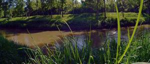 Die Spree in braun.