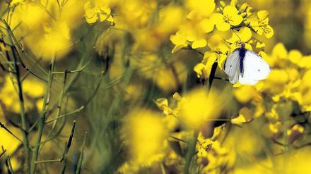 Was für ein Motiv! Dachte sich auch Marion Garz. Sie begann, die Natur in ihrem Schrebergarten am Rand von Berlin zu fotografieren und die Bilder online anzubieten. Und kann sich so als Künstlerin ausleben – in der Provinz.Foto: dpa