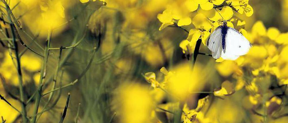Was für ein Motiv! Dachte sich auch Marion Garz. Sie begann, die Natur in ihrem Schrebergarten am Rand von Berlin zu fotografieren und die Bilder online anzubieten. Und kann sich so als Künstlerin ausleben – in der Provinz.Foto: dpa