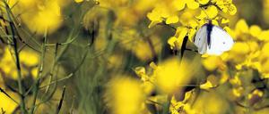 Was für ein Motiv! Dachte sich auch Marion Garz. Sie begann, die Natur in ihrem Schrebergarten am Rand von Berlin zu fotografieren und die Bilder online anzubieten. Und kann sich so als Künstlerin ausleben – in der Provinz.Foto: dpa