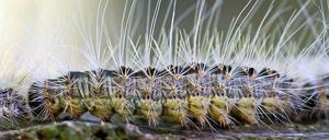 Klein, aber nicht ungefährlich. Doch die Bedrohung durch die Brennhaare des Eichenprozessionsspinners geht zurück.