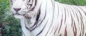 Weiße Familie. Die meisten Tiere, die heute leben, sind Nachkommen eines Männchens, das 1951 in Indien gefangen wurde.