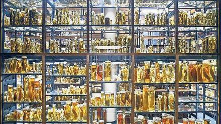 Die Nasssammlung des Museums für Naturkunde in Berlin-Mitte umfasst rund eine Million Fische, Spinnen, Krebse, Amphibien und Säugetiere in 276 000 Gläsern mit Alkohol.