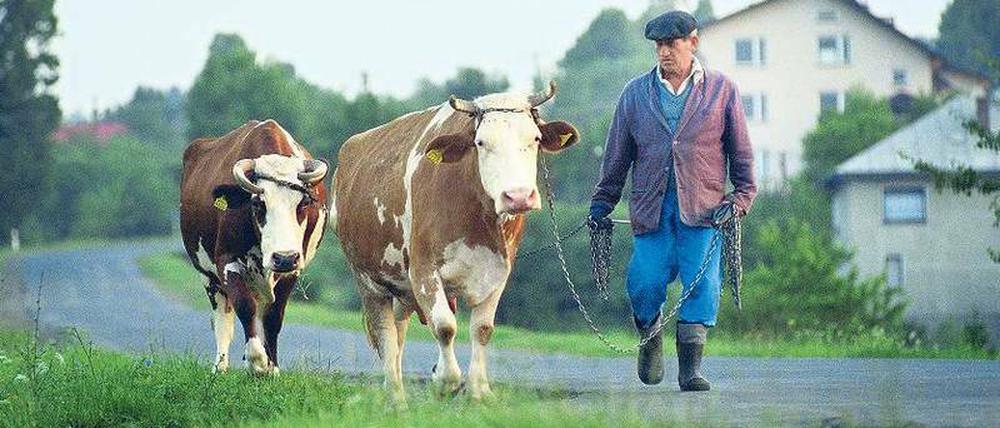 Treue Gemeinschaft. Kleinteilige Landwirtschaft prägt die dünn besiedelte Region im Südosten Polens. Manch ein Bauer besitzt nur ein, zwei Kühe. Foto: Caro/Bastian