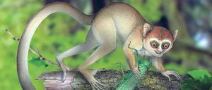 Spuren aus tiefer Vergangenheit. Der winzige Koboldmaki der Art Archicebus achilles (hier eine künstlerische Rekonstruktion) fraß Insekten, um seinen Energiebedarf zu decken. 