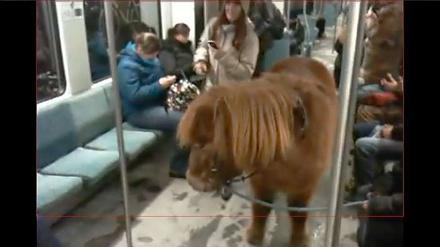 Steht ein Pferd auf'm Flur, ähm, in der S-Bahn. Kommt alles mal vor, in Berlin! Dieses Bild stammt nicht von der S1 und wurde auch nicht in den letzten vier Wochen aufgenommen, zeigt doch aber, was so möglich ist in öffentlichen Verkehrsmitteln.