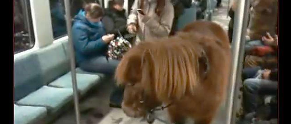 Steht ein Pferd auf'm Flur, ähm, in der S-Bahn. Kommt alles mal vor, in Berlin! Dieses Bild stammt nicht von der S1 und wurde auch nicht in den letzten vier Wochen aufgenommen, zeigt doch aber, was so möglich ist in öffentlichen Verkehrsmitteln.