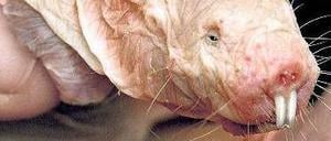 Methusalem. Nacktmulle werden sehr alt und bekommen keinen Krebs.