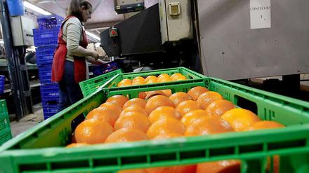 Frau verpackt Orangen