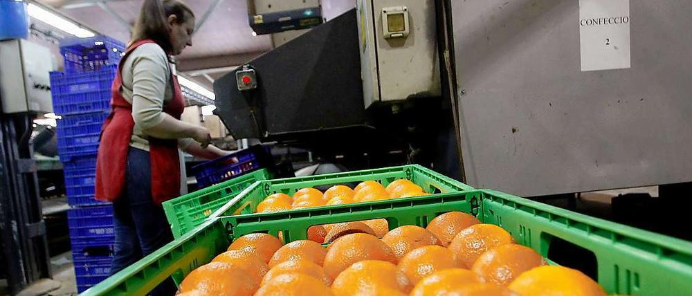 Frau verpackt Orangen