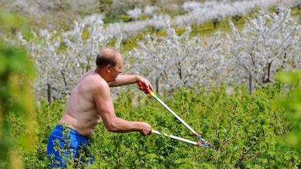 Wie ist der Dresscode bei der Gartenarbeit? Ist oberkörperfrei erlaubt oder Belästigung?