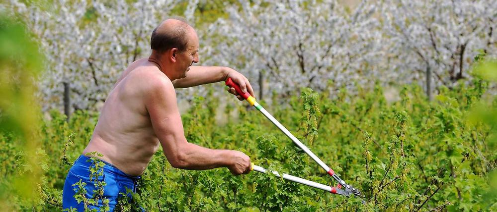 Wie ist der Dresscode bei der Gartenarbeit? Ist oberkörperfrei erlaubt oder Belästigung?