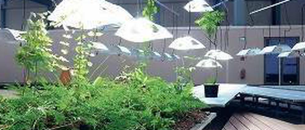 Der Garten der Garten der Diaspora wächst noch. Drei Jahre soll es dauern, bis er ganz fertig ist.