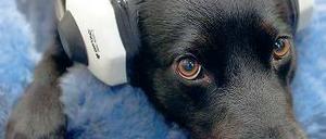 Sich selbst zu laut. Auch eifrige Emittenten macht so ein Krach-Event fertig. Foto: dpa