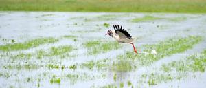 Weißstorch auf einer Wiese.