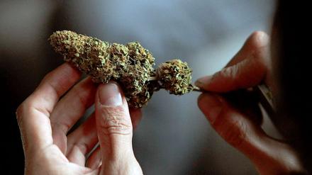 Cannabis-Pflanze.