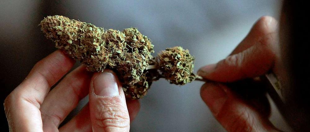 Cannabis-Pflanze.