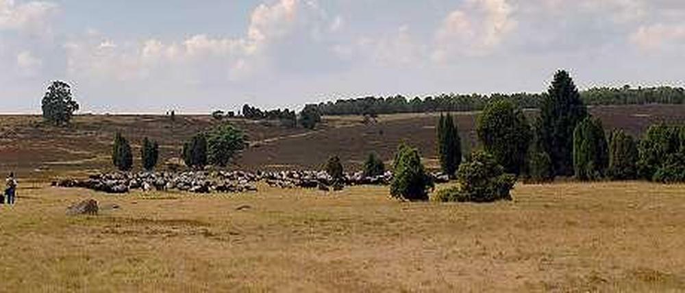 Der Mensch hat Sehnsucht nach der Natur. Wie hier, in der Lüneburger Heide.