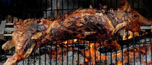 Ein Spanferkel dreht sich auf einem Holzkohlegrill. Das Grillgut hängt dabei an einem Spieß, die Kohlen liegen hinter mit einem Gitter. 