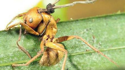 Heimliche Herrscher. Einige Parasiten können den Willen ihres Wirts kontrollieren, wie der Pilz Ophiocordyceps, der Ameisen in Zombies verwandelt.