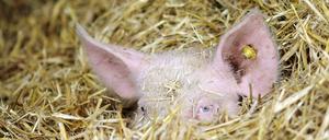 Die Nadel im Heuhaufen. Wer den passenden Tarifrechner finden will, braucht ein gutes Näschen.