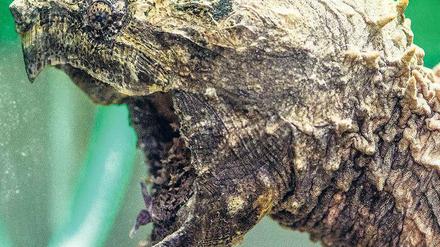 Kräftiger Kiefer. Geierschildkröten wie diese gelten als gefährlich. Foto: dpa