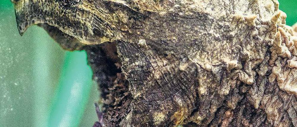 Kräftiger Kiefer. Geierschildkröten wie diese gelten als gefährlich. Foto: dpa