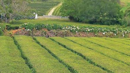 Mit Tradition: Seit 130 Jahren wird auf den portugiesischen Azoren Tee angebaut. Früher gab es auf Sao Miguel mehr als 60 Plantagen, doch der Erste Weltkrieg machte dem Anbau ein Ende. Dabei ist der Tee von den Inseln bei Kennern beliebt. Er ist mild und enthält keine Rückstände von Pflanzenschutzmitteln.