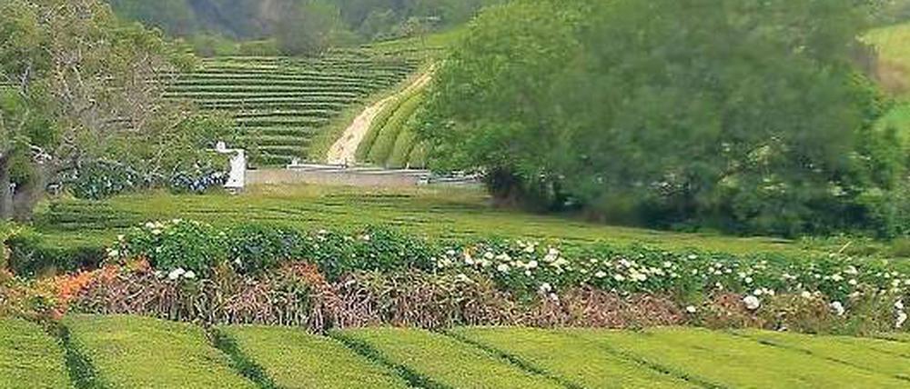 Mit Tradition: Seit 130 Jahren wird auf den portugiesischen Azoren Tee angebaut. Früher gab es auf Sao Miguel mehr als 60 Plantagen, doch der Erste Weltkrieg machte dem Anbau ein Ende. Dabei ist der Tee von den Inseln bei Kennern beliebt. Er ist mild und enthält keine Rückstände von Pflanzenschutzmitteln.