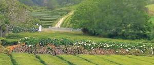 Mit Tradition: Seit 130 Jahren wird auf den portugiesischen Azoren Tee angebaut. Früher gab es auf Sao Miguel mehr als 60 Plantagen, doch der Erste Weltkrieg machte dem Anbau ein Ende. Dabei ist der Tee von den Inseln bei Kennern beliebt. Er ist mild und enthält keine Rückstände von Pflanzenschutzmitteln.