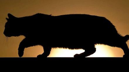 Die Katze schleicht sich davon, und manchmal kommt sie auch wieder. Auf jeden Fall führt sie Menschen zusammen, alte und junge, in Zehlendorf, wie unsere Autorin beschreibt.