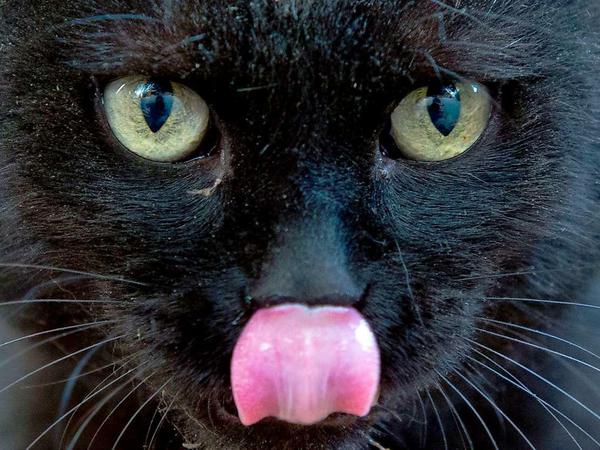 Liebe Hausverwaltung, schön aufpassen, die Katze hat Euch im Blick