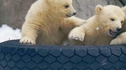 Vor einem Jahr wurden in einem Zoo in Russland einige Eisbären geboren. Ein Bär aus diesem Wurf kommt nun nach Berlin.