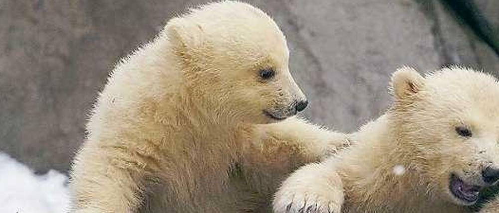 Vor einem Jahr wurden in einem Zoo in Russland einige Eisbären geboren. Ein Bär aus diesem Wurf kommt nun nach Berlin.