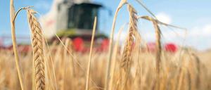 Eine Sorge weniger: Die Qualität der Sommergerste, die man neben dem Hopfen für das Bier braucht, ist dieses Jahr gut. 