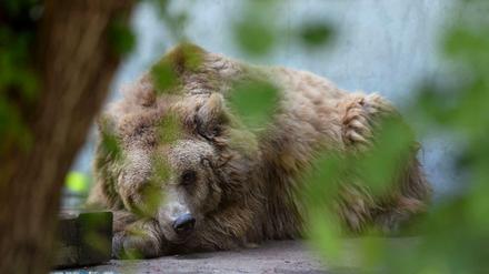 Die Stadtbärin Maxi lebte zusammen mit ihrer Mutter Schute im Stadtzwinger im Köllnischen Park.