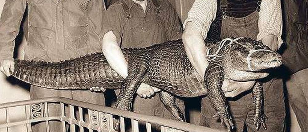1952 wurde der Alligator Swampy von einer Berliner US-Einheit, der er als Maskottchen diente, dem Zoo-Aquarium geschenkt.