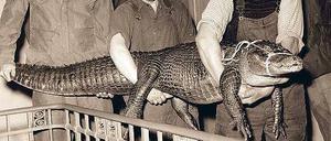 1952 wurde der Alligator Swampy von einer Berliner US-Einheit, der er als Maskottchen diente, dem Zoo-Aquarium geschenkt.