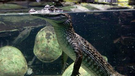 Die Krokodilhalle war die erste Sensation des Zoo-Aquariums in Berlin. Sie geht auf das Gründungsjahr 1913 zurück und ist das erste begehbare Tiergehege der Welt.