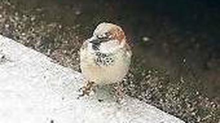 Vogel am Straßenrand.