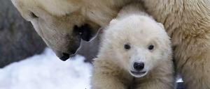 Vor einem Jahr wurden in einem Zoo in Russland einige Eisbären geboren. Ein Bär aus diesem Wurf kommt nun nach Berlin.
