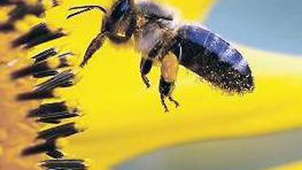 Flügelschlag. Die EU-Kommission will die Bienen mit dem Verbot schützen. Foto: dpa