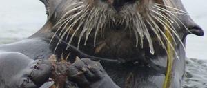 Krabben sind eine Lieblingsspeise von Seeottern.