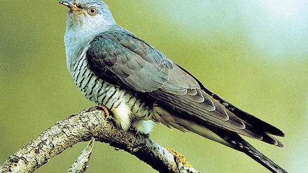 Seltener Anblick. Den Ruf des Kuckucks kennt jeder, gesichtet wird er selten. Nur zwei bis drei Monate ist er in unseren Breiten. Die Weibchen legen ihre Eier in Nester anderer Singvögel – und verschwinden. 
